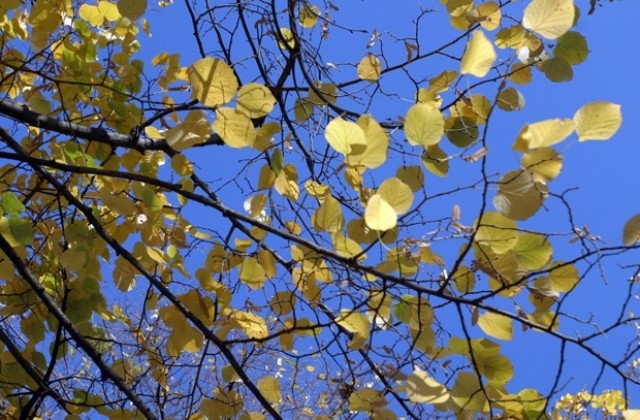 Подарък от ноември: Хубавото есенно време продължава