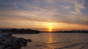 В Черно море пристигат океански пришълци внедряват се в екосистемата