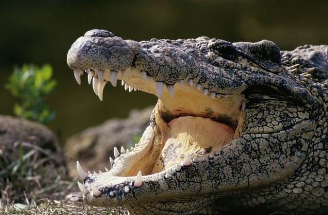 Крокодили ще охраняват затворници в Индонезия