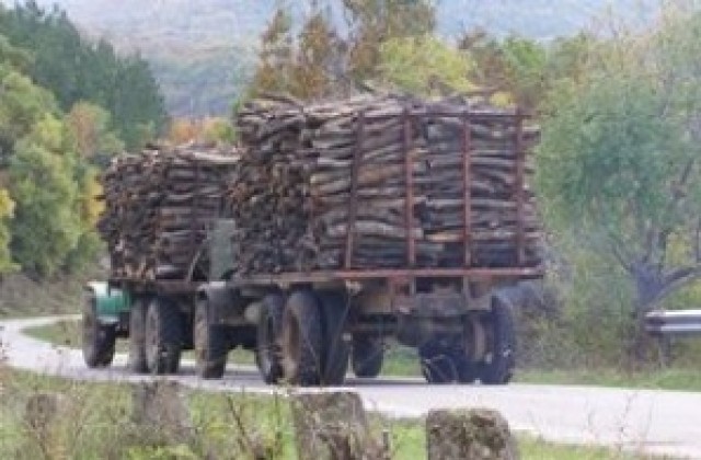 И жителите на Сливен протестират срещу изсичането на горите