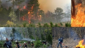 Пожар обхвана горска площ от около 500 декара в участъка