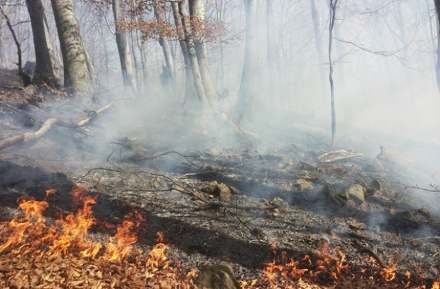 Вятър възобнови пожара в Габровско, няма опасност за населени места