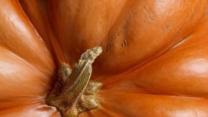 Как хората спасили тиквите