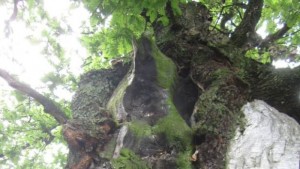 Дъб на 300 години растящ в землището на село Донино