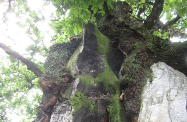 Дъб на 300 години, растящ в землището на село Донино, е сред финалистите в конкурса Дърво с корен