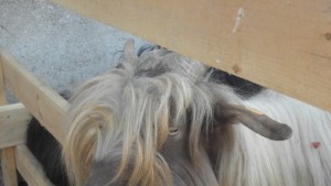 Забраняват движението на животни с неясен произход и здравен статус