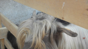 Забраняват движението на животни с неясен произход и здравен статус