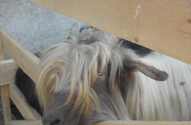 Забраняват движението на животни с неясен произход и здравен статус