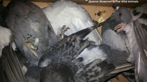 Отрова за мишки избива стотици гълъби в Пловдив