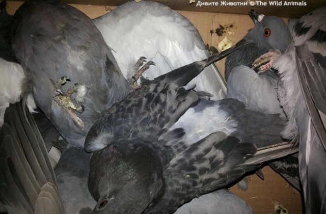Отрова за мишки избива стотици гълъби в Пловдив