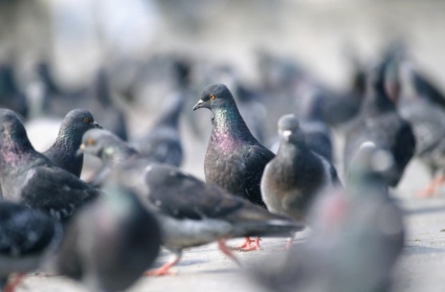 Отрова за мишки мори гълъби в Пловдив