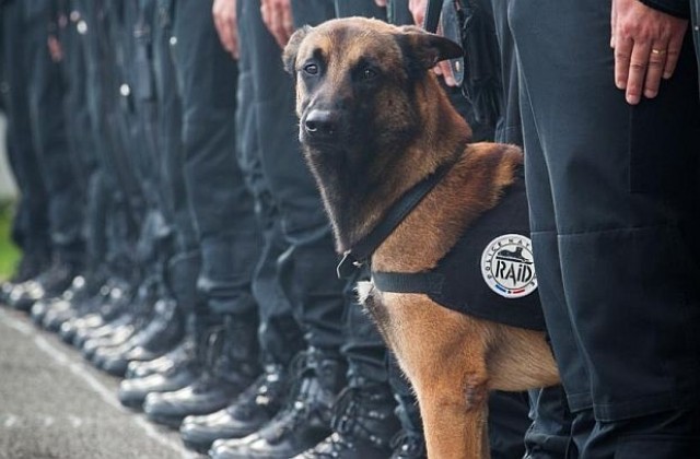 Полицейското куче Дизел е новият герой на Франция (СНИМКИ)