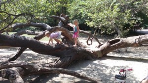 Деца ще украсят с послания Кривото дърво в Морската