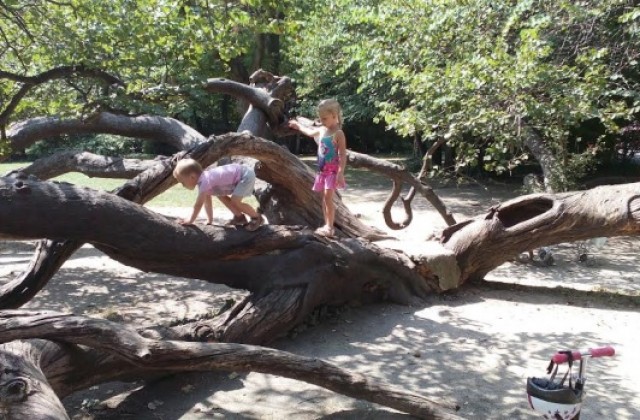 Деца ще украсят с послания Кривото дърво в Морската