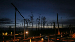 Половината дървесни видове в Амазония са застрашени от изчезване