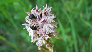 Откриха нови видове диви орхидеи у нас