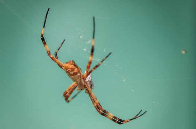 Учени откриха паякообразни без очи в Бразилия