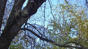 Предупреждават за бурен вятър в половин България
