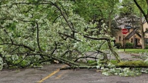 Силният вятър събори дърво отнесе антена и изби остъкление на