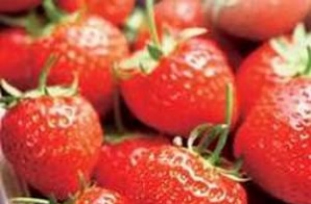 Търсят се отново жени за бране на ягоди за Испания