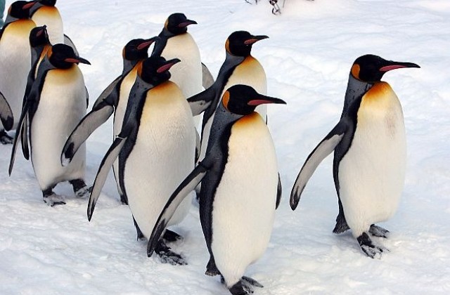 Пингвините може да помогнат за проблема с обледяването на самолети