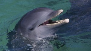 Преброиха делфините в Черно море