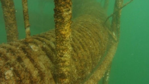 Над 10метрови водорасли изникнаха край Варна СНИМКИ