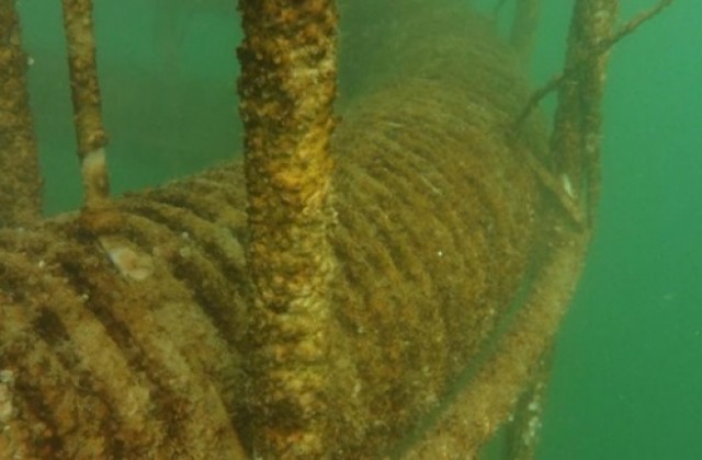 Над 10-метрови водорасли изникнаха край Варна (СНИМКИ)