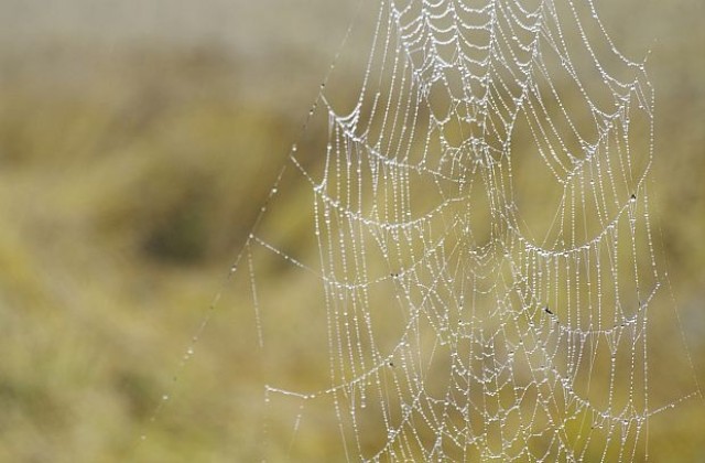 Гигантска паяжина предизвика паника в Мемфис (СНИМКА)