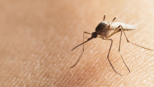 ГМОкомар устоява на малария