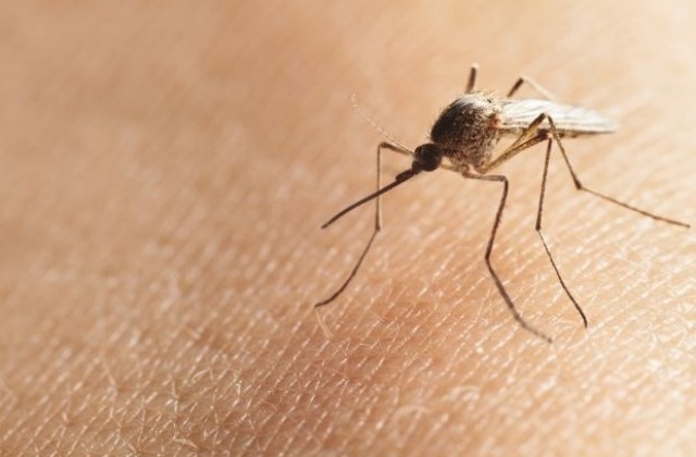 ГМО-комар устоява на малария