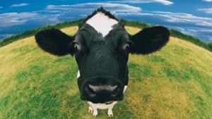 Китай ще строи фабрика за клониране на животни