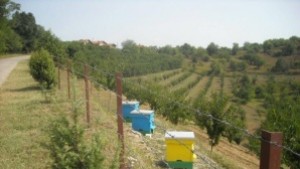 Земеделец се оплака от имотни схеми в община Невестино