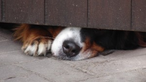 Китайска фабрика ще произвежда по 1 млн клонинги годишно