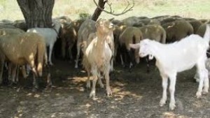 БАБХ започва третото планирано изследване за бруцелоза по животните в