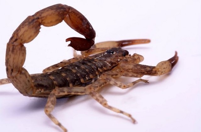 Германка откри, че три месеца е спала със скорпион в леглото си