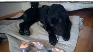 Царица Роза 2011 осинови куче