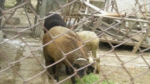 Бруцелозата в Кочан е от гръцки овце