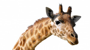 Фосили на 7 млн години разкриха как се е удължил