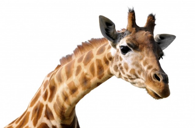 Фосили на 7 млн. години разкриха как се е удължил вратът на жирафа