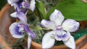 Експерт по орхидеите съветва Не ги поливайте с вода от