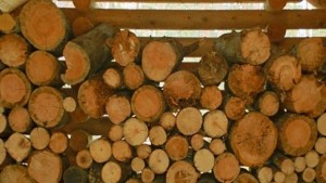 Разкриха мъж извършил незаконна сеч