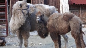 Зоопаркът с нови питомци бяла камила и камилче СНИМКИ