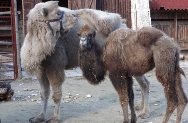 Зоопаркът с нови питомци - бяла камила и камилче (СНИМКИ)