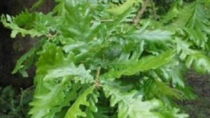 Със средства от еврофондовете Габровското горско стопанство залеси 300 дка