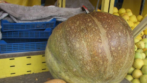 Гигантска тиква събира погледите на клиенти и търговци на търновския