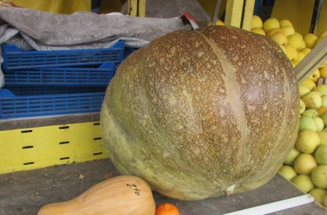 Гигантска тиква събира погледите на клиенти и търговци на търновския пазар