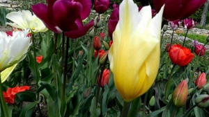 Ботаническата градина се възстановява след ураганния вятър в София