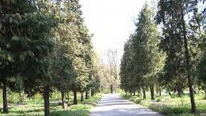 Започна залесяването с нови дръвчета в Градския парк на Ямбол