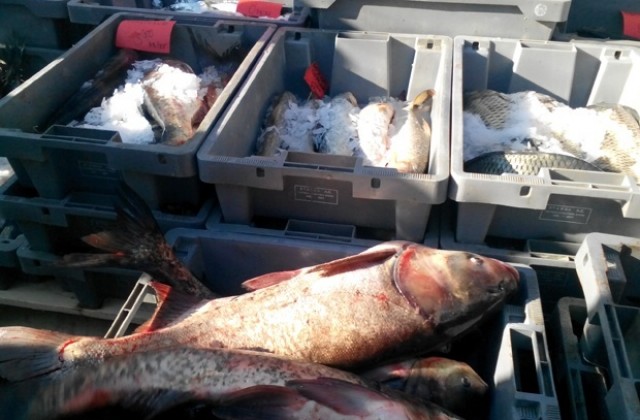 Шаранът за Никулден - до 6,50 лв. за килограм